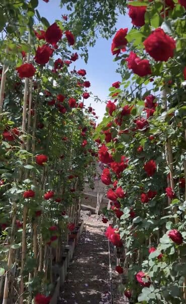 qapi dekoru: SAQI Gülçülük – Tərtərin ən gözəl gülləri • Öz bağımızda yetişdirilən — 7