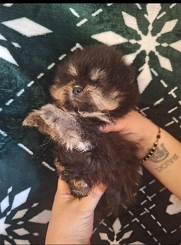 itler pikines type 1: Şpitz, 2 ay, Erkek — 4