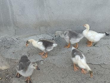 ayam serama: Məhsul: Cücələr – 1 aylııq qaz balaları Ala qazlar yerli 18dümağ — 2