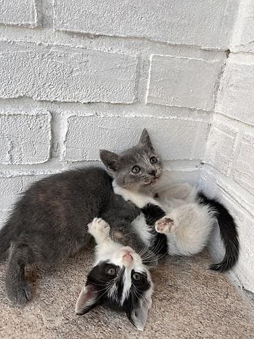 Pişiklər: Yaxşı əllərə — 7
