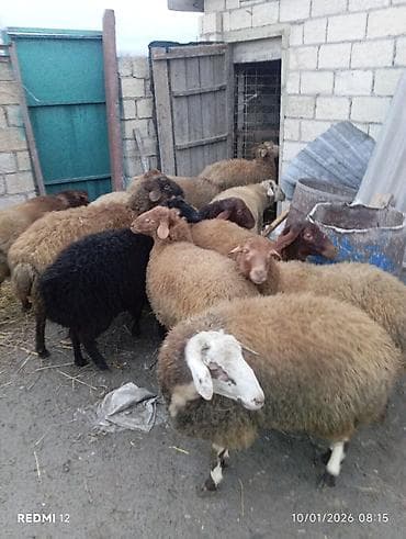 Dana, buzov: Qoyun sürüsü — ət və damazlıq üçün - Növ: yerli qarabaş/qırma — 2
