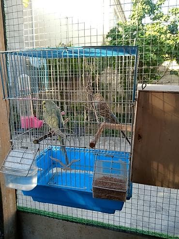 it davasi 2019: Sari quslar cüt 40 Azn — 1