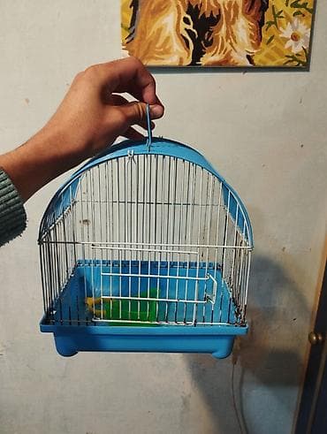 canavar dişi satılır: Erkək dişi birlikdə satılır tam sağlam .1 aylıq yemi 2 meşok apilkası — 7