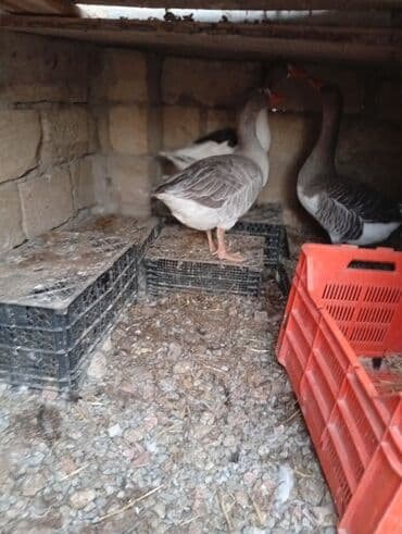 электрическая машинка для стрижки овец: Dişi, Damazlıq, Ünvandan götürmə — 4