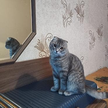 Şotland yastı qulaq