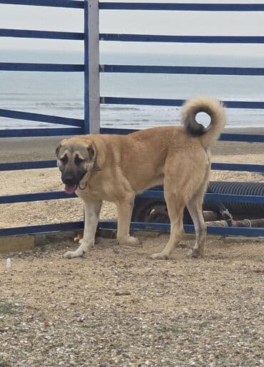 itlerin satisi 2022: Kanqal — 1