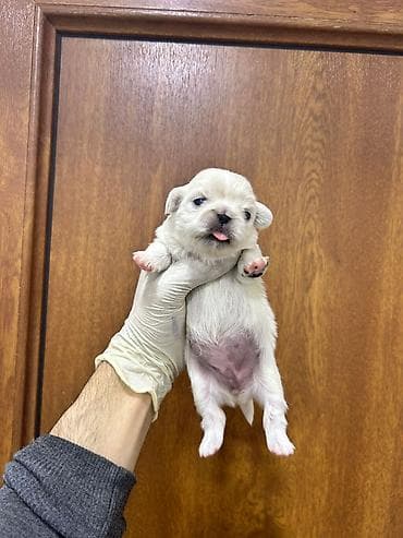 ucuz it: Salam ay sonu satışa çıxacaq möhtəşəm pekines balaları dı beh üçün — 2