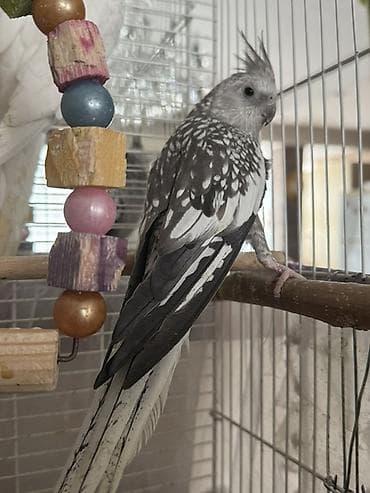 papuqay sesi: Növbənazik (Cockatiel) tutuquşu – boz-ağ “pied/opaline” rəng çaları - — 1