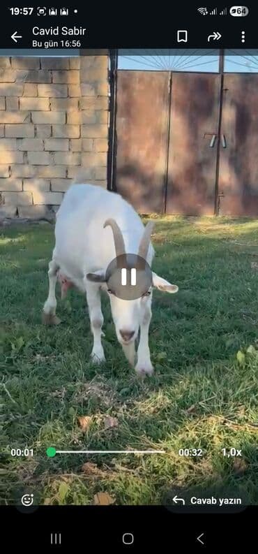 sudluk inekler: Dişi, il: 2, 40 kq, Südlük, Ünvandan götürmə — 2