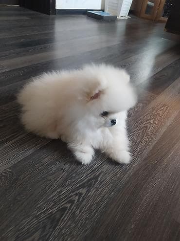 mini spitz: Şpitz, 2 ay, Dişi, Peyvəndli — 6