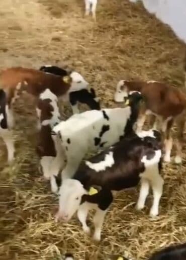 yasil bas ordek: BUGUN GELDİ 40 DENEDİ. çatdırılma vər QİYMET 300 manat Şəmkir — 3