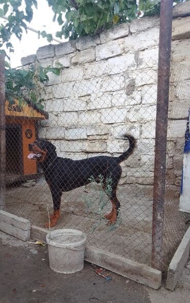 it ucun zəncir: Rotveyler, 10 ay, Erkek, Sənədli, Ünvandan götürmə — 1