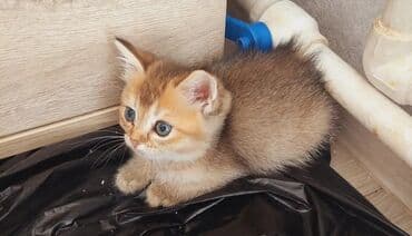 heyvan barınağı: Qızıl şinşilla, Dişi, Ünvandan götürmə — 8