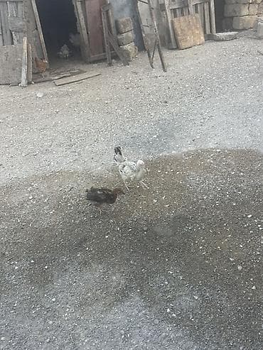 cücə yemi: Toyuq cücələri, Ətlik — 3