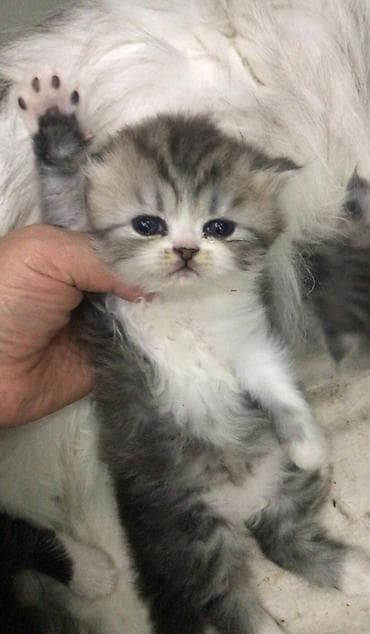 satılan pişiklər: Şinşilla, Erkək, Dişi — 1