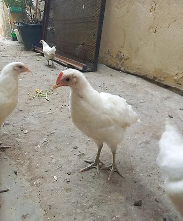 Xoruz, il: 3, Ünvandan götürmə — 2