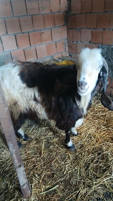 keci dərisi: Satlır təktəkde komda istiyen olsa yazın – Şəkillərdə iki baş — 3