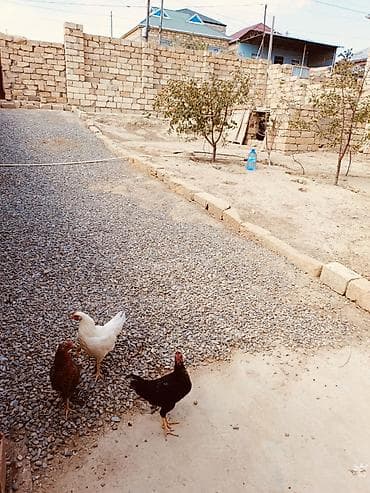 tap az xırdalanda kiraye evler: 3otaq 1kuxnadi.kuxna mebeli qalacaq.butun kamnalari var.4sotdu — 8