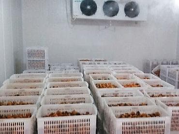 Moyka avadanlığı: Sənaye soyuducu kamerası və soyuq otaqların sifarişə uyğun yığılması — 10