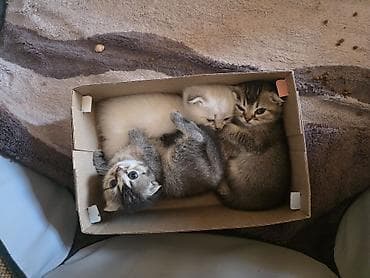 it bazari 2021: Şirin pişik balaları - Cins: Scottish Fold/Scottish Straight tipli — 6