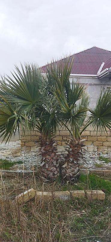 agac tingleri satilir: Palma ağacı satilir ikisi 500 e fikri ciddi olanlar narahat elesin — 1