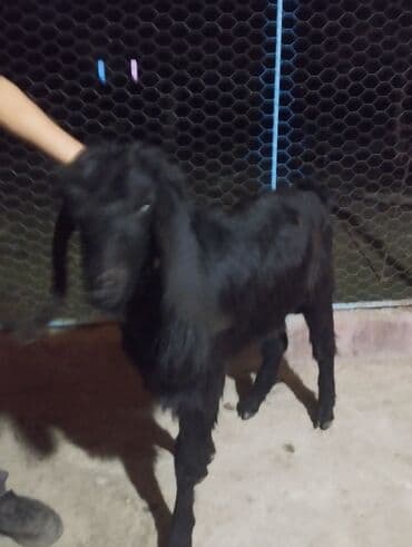 qoyun quzu nece yazilir: Yaş yarımlıq təmiz qan hələb təkəsi satılır isdəyən olsa vpda yazsın — 3