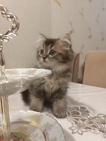 pers pişiyi: Pişik balası – uzun tüklü, yumşaq və pofud. Rəngi tünd-qəhvəyi boğaz — 4