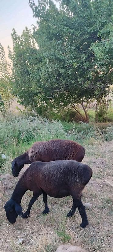 Təçili iki ədəd damazdıg baogaz qoyunlar satıır qiymeti bir edede — 3