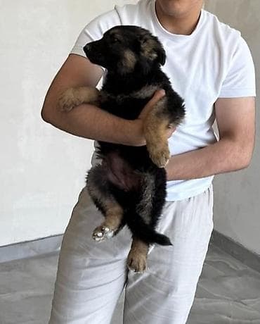 bildircin balası: Alman çoban iti, Dişi, Peyvəndli — 2