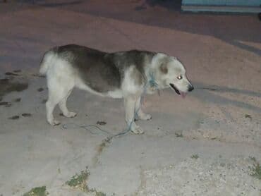 Alabay, 2 ay, Dişi lalafo.az -da Alabay, 2 ay, Dişi