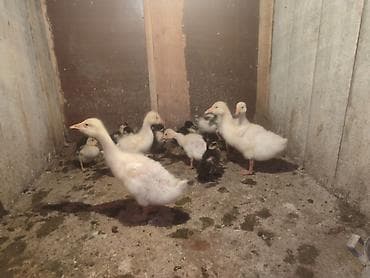 Dişi, Damazlıq, Ünvandan götürmə