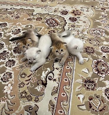 afcarka balası: Şotland — 3