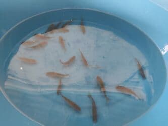 betta balıq: Balig 19 ededi kalp baligi — 5