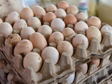 Təzə, təbii kənd yumurtaları satılır. həm qidaya həm də inqibatora lalafo.az -da Təzə, təbii kənd yumurtaları satılır. həm qidaya həm də inqibatora