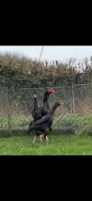 baliq akvarium satisi: Toyuq, Damazlıq — 4