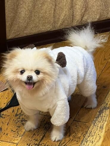 cütleşdirme: Şpitz — 3