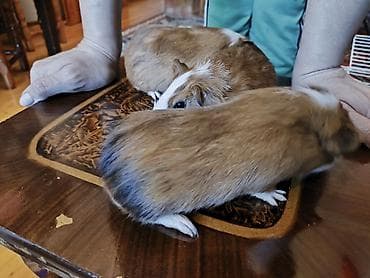 su donuzu: Ev heyvanı – dəniz donuzu (guinea pig) • Növ: Qısa tüklü guinea pig — 5