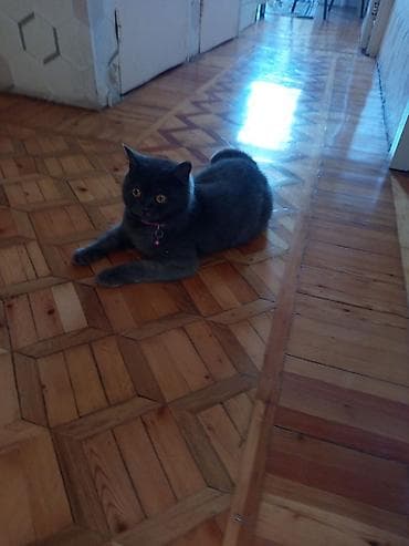 Heyvanlar üçün mallar: Britan, Dişi, Pulsuz çatdırılma — 3