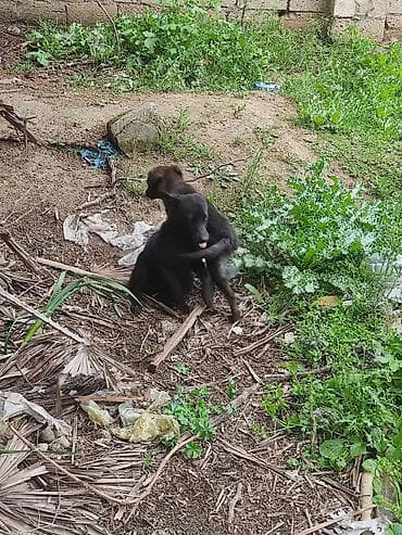 qaz heyvan: 6 ay — 7