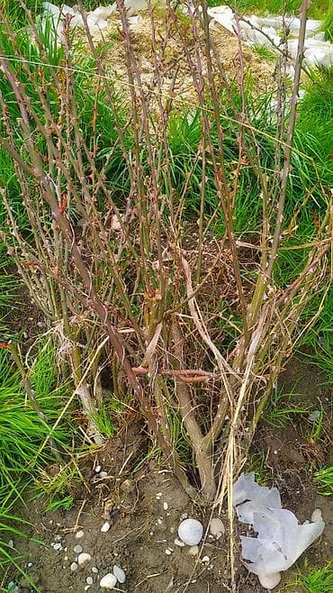 ev gulleri sekilleri: Məhsul: BÖYÜK QIZILGÜL KOLLARI. 1 kolun qiyməti 20 zzndir. Təsvir: - — 3