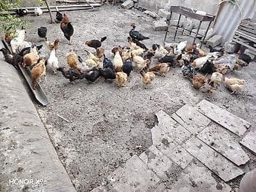 Hamisi saglam yumurtalayan toyuqlardi