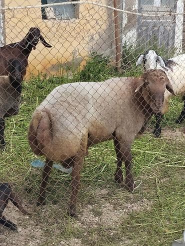 boğaz qoyun: Qoyun – yerli ətlik quyruqlu cins - Cins: yerli ətlik, iri quyruqlu — 3