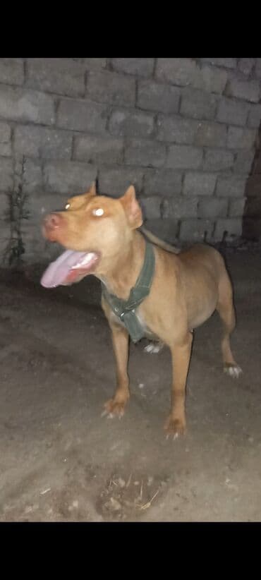 dişi pitbul: Pitbul, 2 il, Dişi — 2