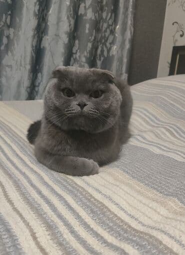 pişik cutləşdirilir: Şotland — 5