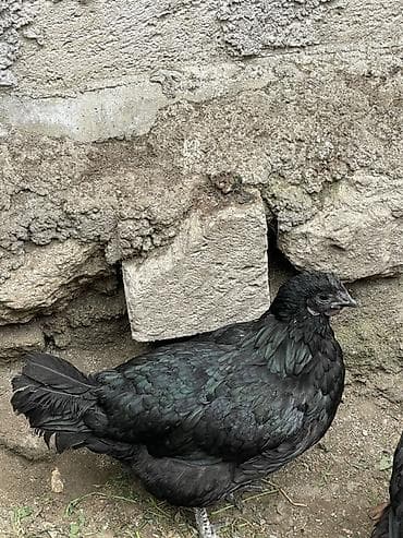 Quşlar: Toyuq, Damazlıq — 1