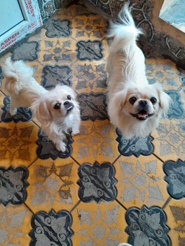 it cutlesdirmek: Pekines, 1 il, Erkek, Sənədli — 5