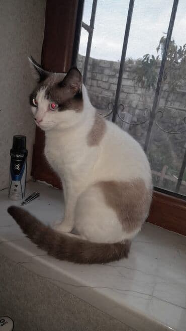 питомники кошек в баку: В добрые руки — 1