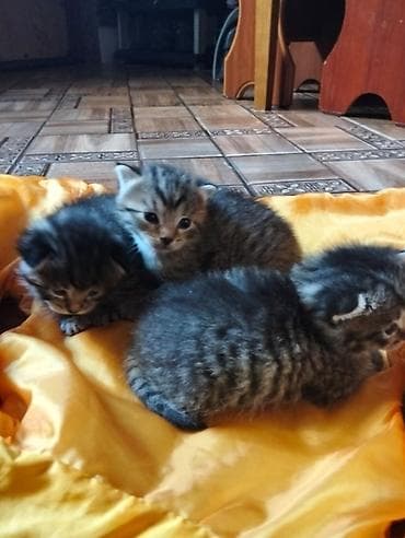 отдам котят в хорошие руки бесплатно: Табби, Самец, Самка, В добрые руки — 2