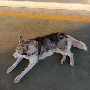 cane corso qiyməti: Xaski, 1 il, Erkek — 5