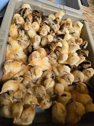 Оборудование для мойки: Süni cücərtmə və damazlıq yumurta xidməti - Peşəkar inkubator — 2